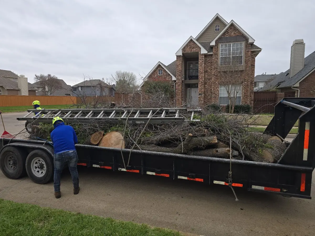 Expert Tree Removal with proper safety equipment in Exeter
